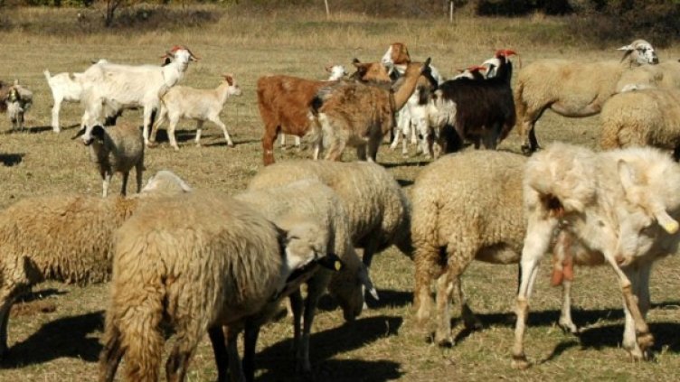 Снимка: Архив Булфото