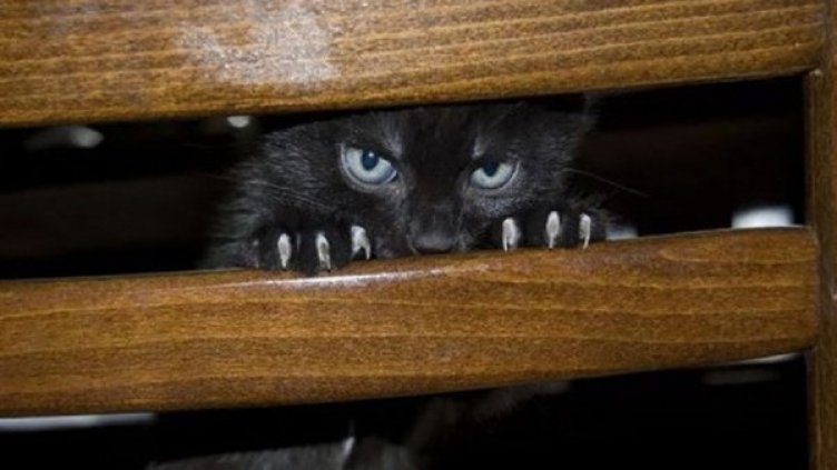 Храни куче, да те лае... ала и при котките е така