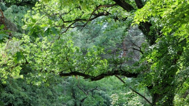 Снимка: архив, БулФото