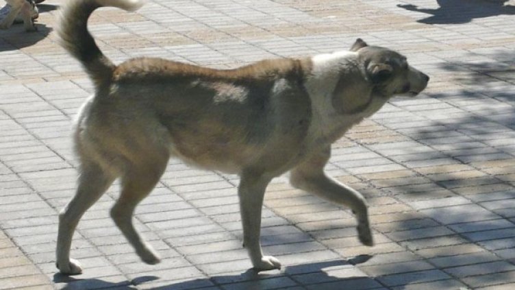 Архив: Булфото