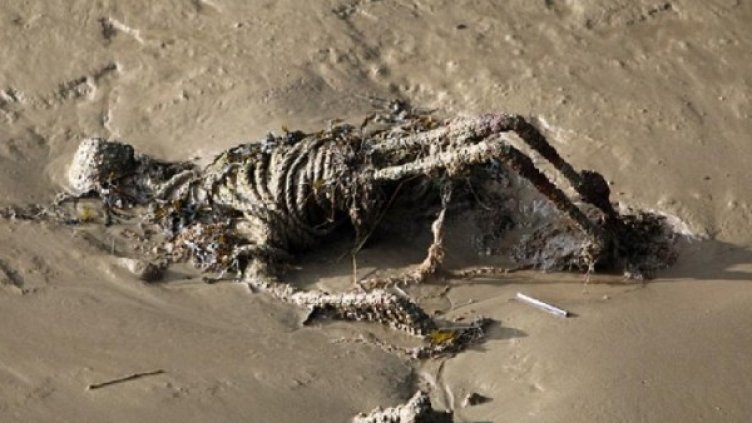 Снимка: Twitter