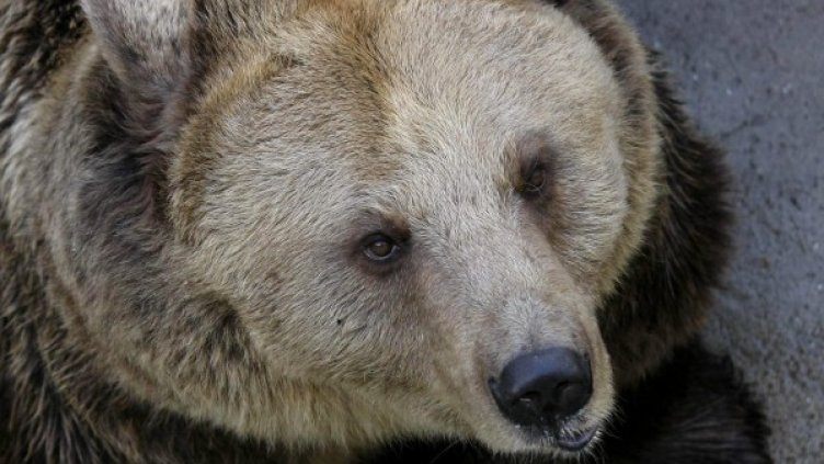 Снимка: Булфото, архив