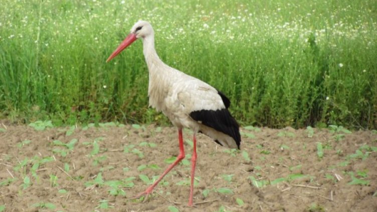 Пролет пукна, щъркът се завърна!