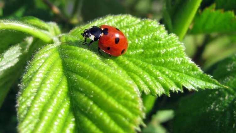 Снимка: freeimages.com