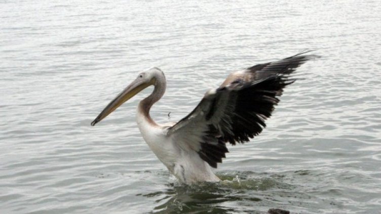 Архив: Булфото