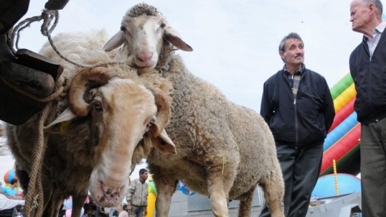 Снимка: Булфото, ахрив