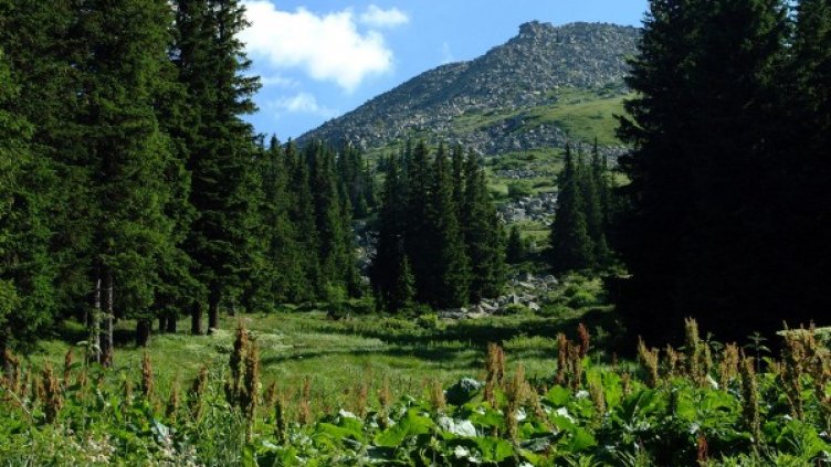 Архив: Булфото