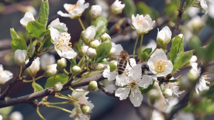 Снимка: БТА, архив