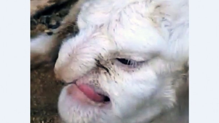 Снимка: YouTube