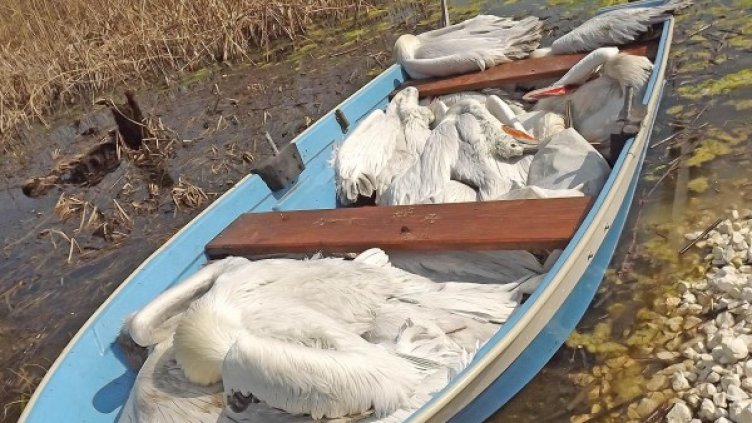 Снимка: Булфото, ахрив