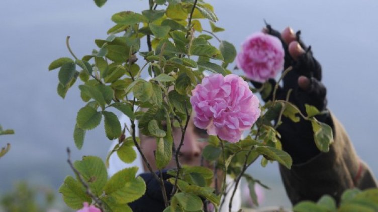 Снимка: архив Булфото