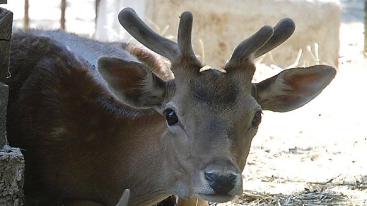 Снимка: Булфото, архив