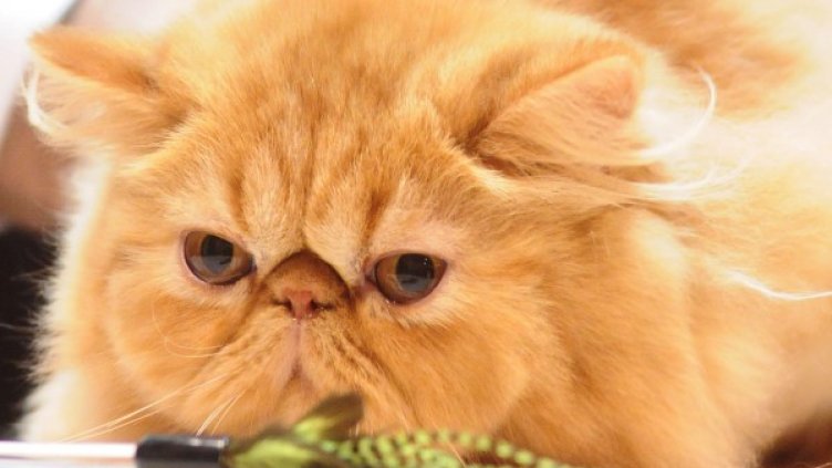 Снимка: Булфото, ахрив