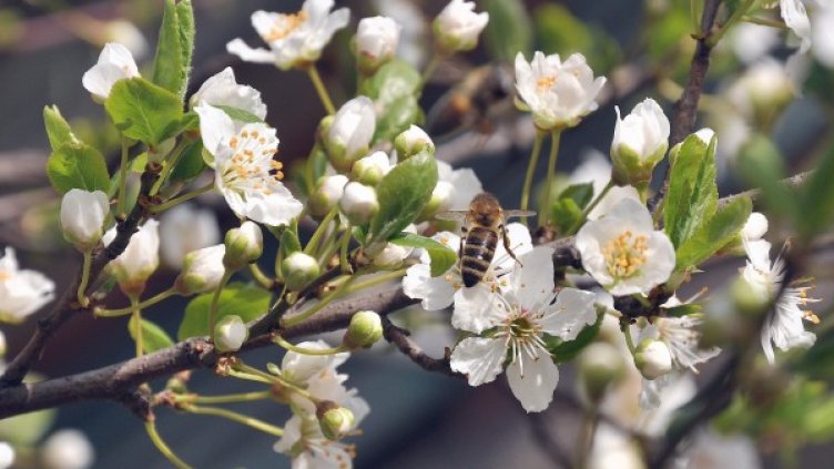 Снимка: БТА, архив