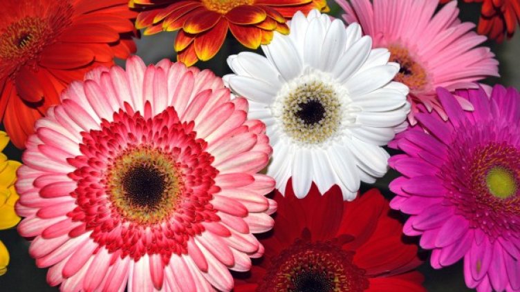 Снимка: freeimages.com