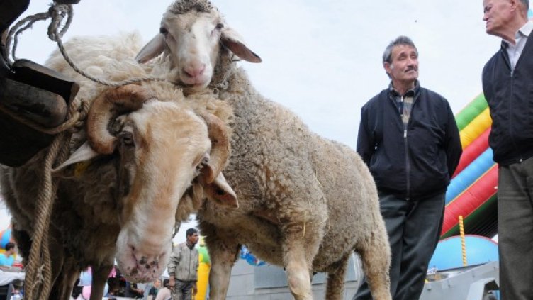Снимка: Булфото, ахрив