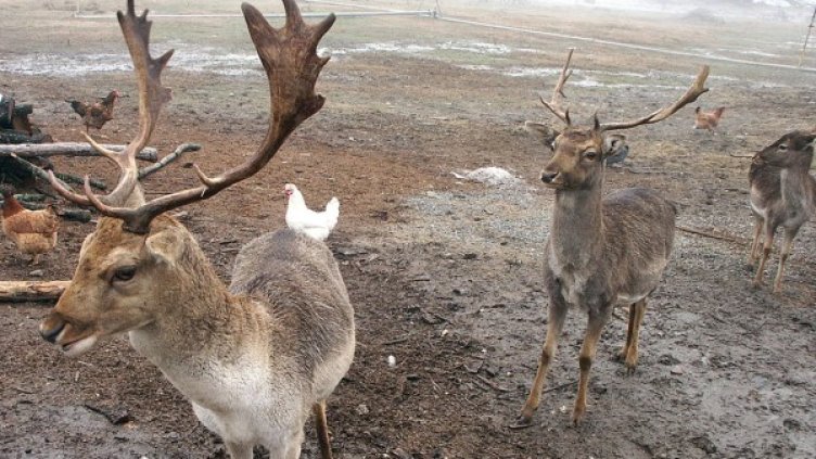 Студът погубил 30-те елена в Балкана