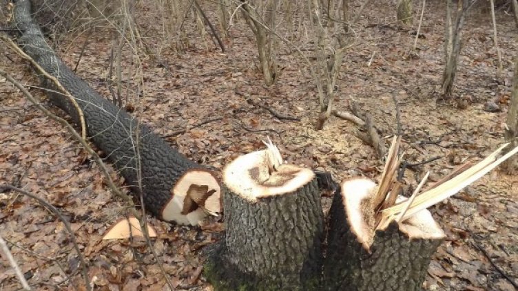 Снимка: архив Булфото