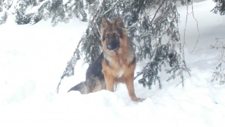 Вихрен. Снимка: архив