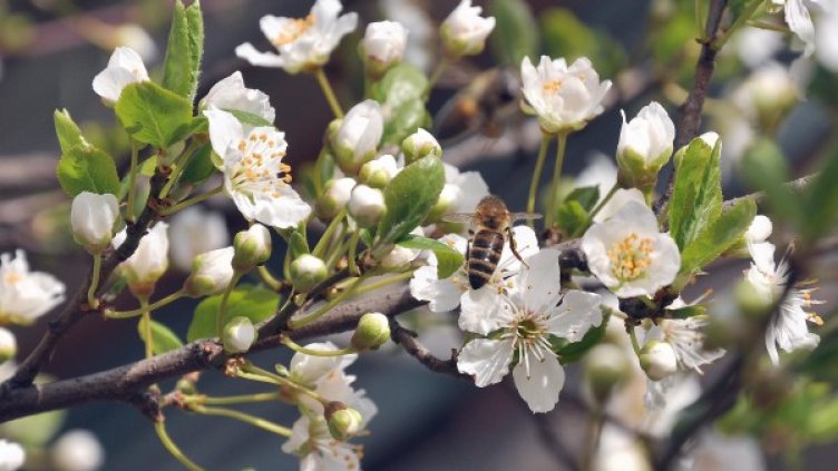 Снимка: БТА, архив