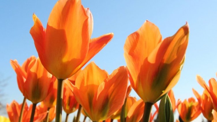 Шоу на лалетата в Балчик