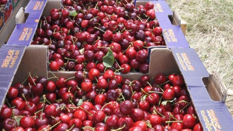 Архив: Булфото