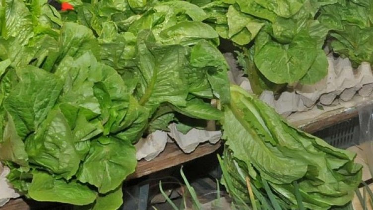 Снимка, архив Булфото