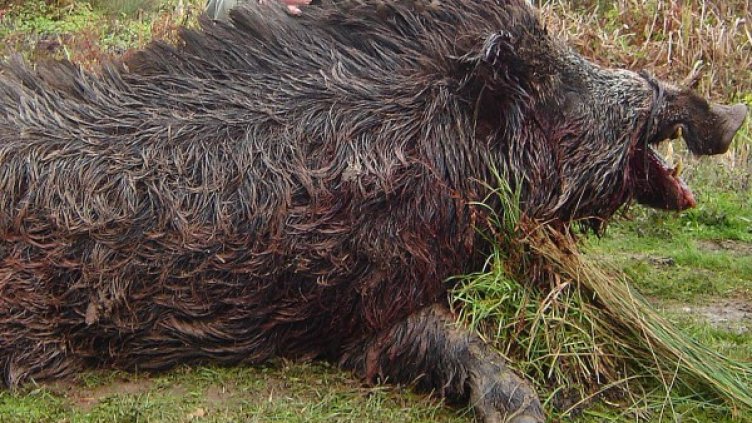 Снимка: Булфото, архив