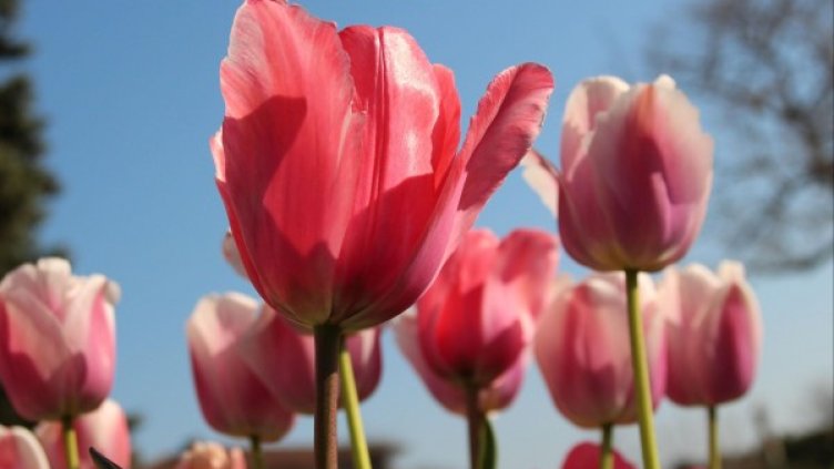 Снимка: Булфото, ахрив