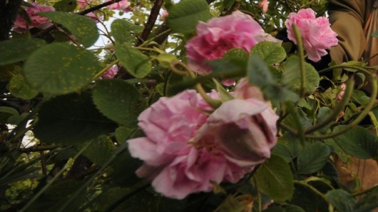 Снимка: архив, БулФото