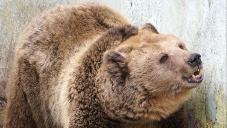 Снимка: архив Булфото