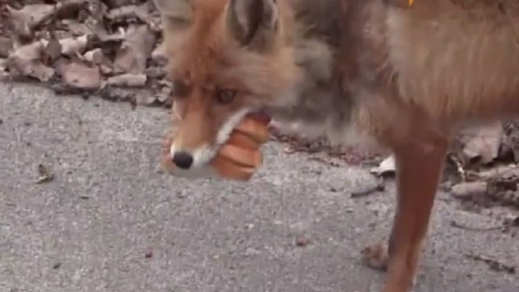 Снимка: YouTube