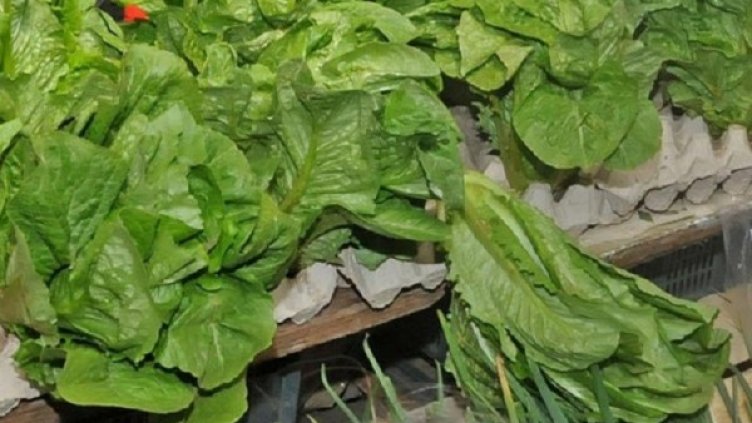 Снимка: архив, Булфото