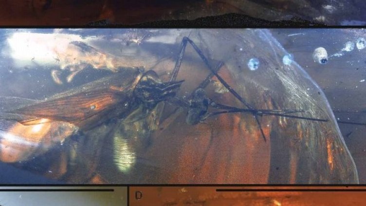 Снимка: Geologica Carphatica