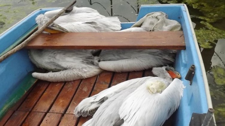 Мъртвите пеликани в "Сребърна". Снимка: архив "Булфото"