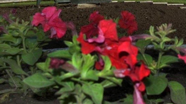 Снимка: Архив Булфото