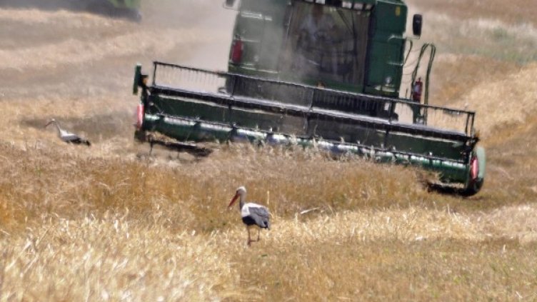 Снимка, архив Булфото