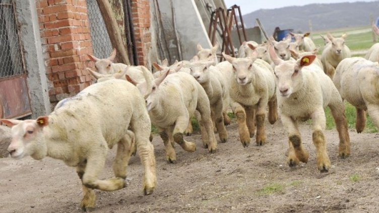 Снимка: Булфото, архив