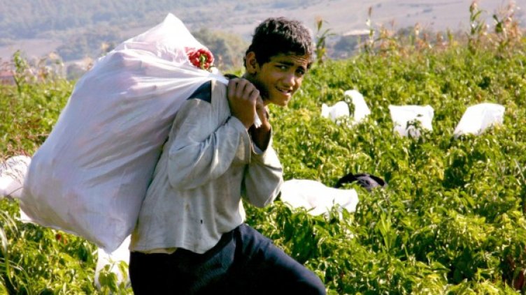 Еднодневният договор ще може да се сключва най-вече в дейност "Растениевъдство". Снимка: архив, Булфото