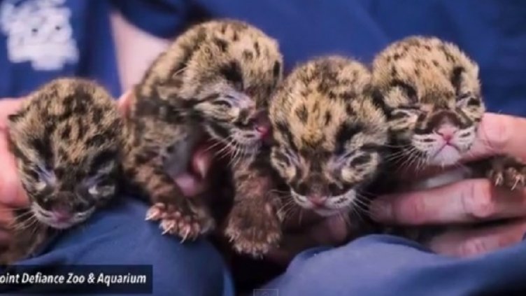 Снимка: YouTube