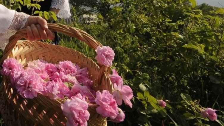 Розобер. Снимка: архив, БулФото