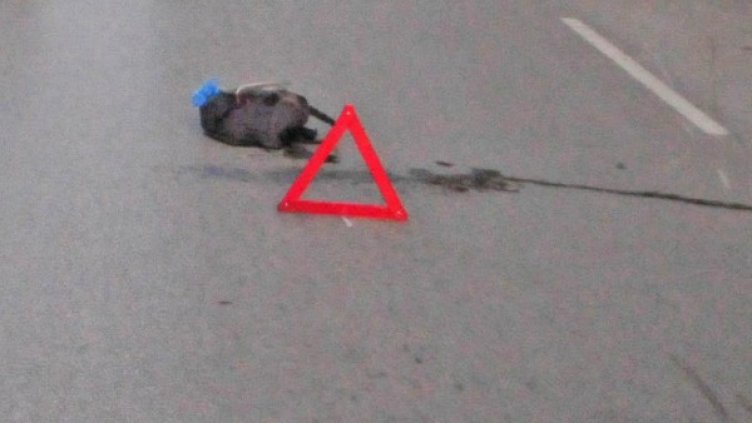 Снимка: архив, Булфото