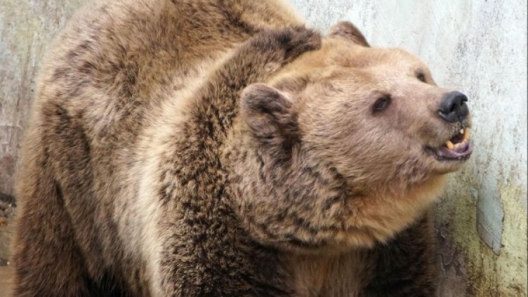 Снимка: Булфото