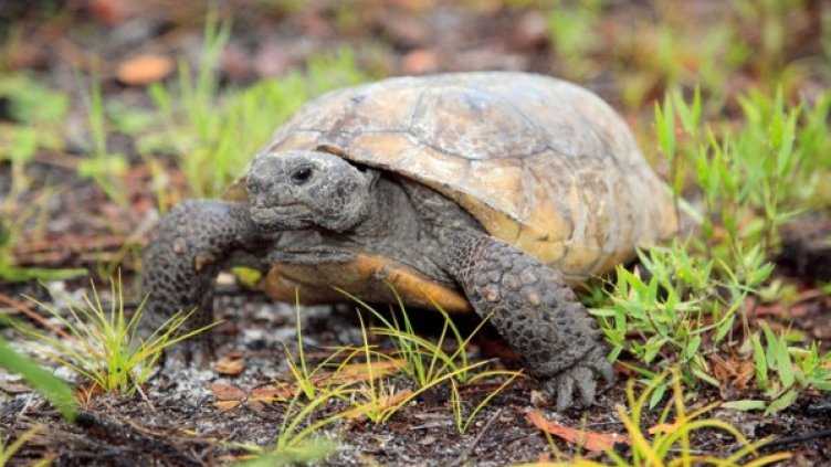 Снимка: Reuters, архив