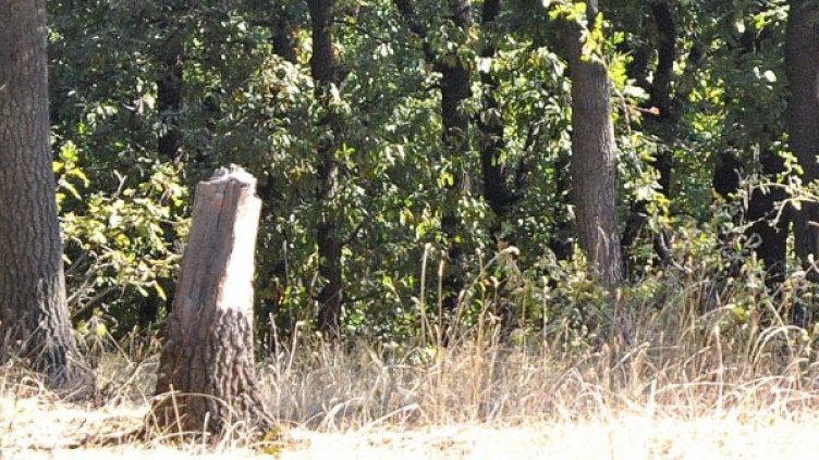 Снимка: Булфото, архив