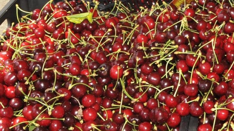 Снимка: архив, БулФото