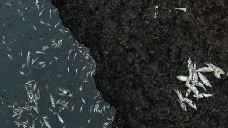 Снимка: архив Булфото