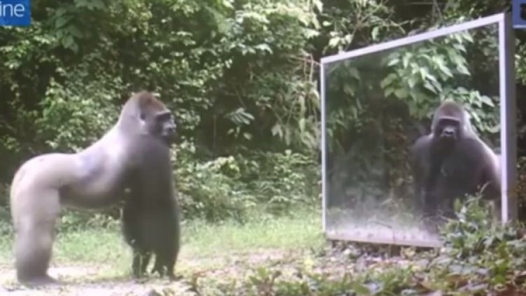 Снимка: YouTube