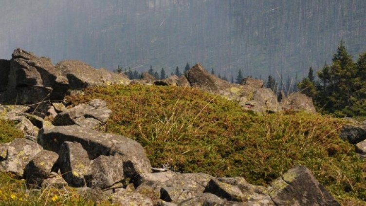 Снимка: архив, Булфото