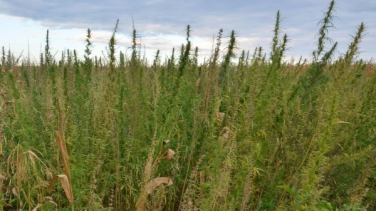 Снимка: архив, Булфото